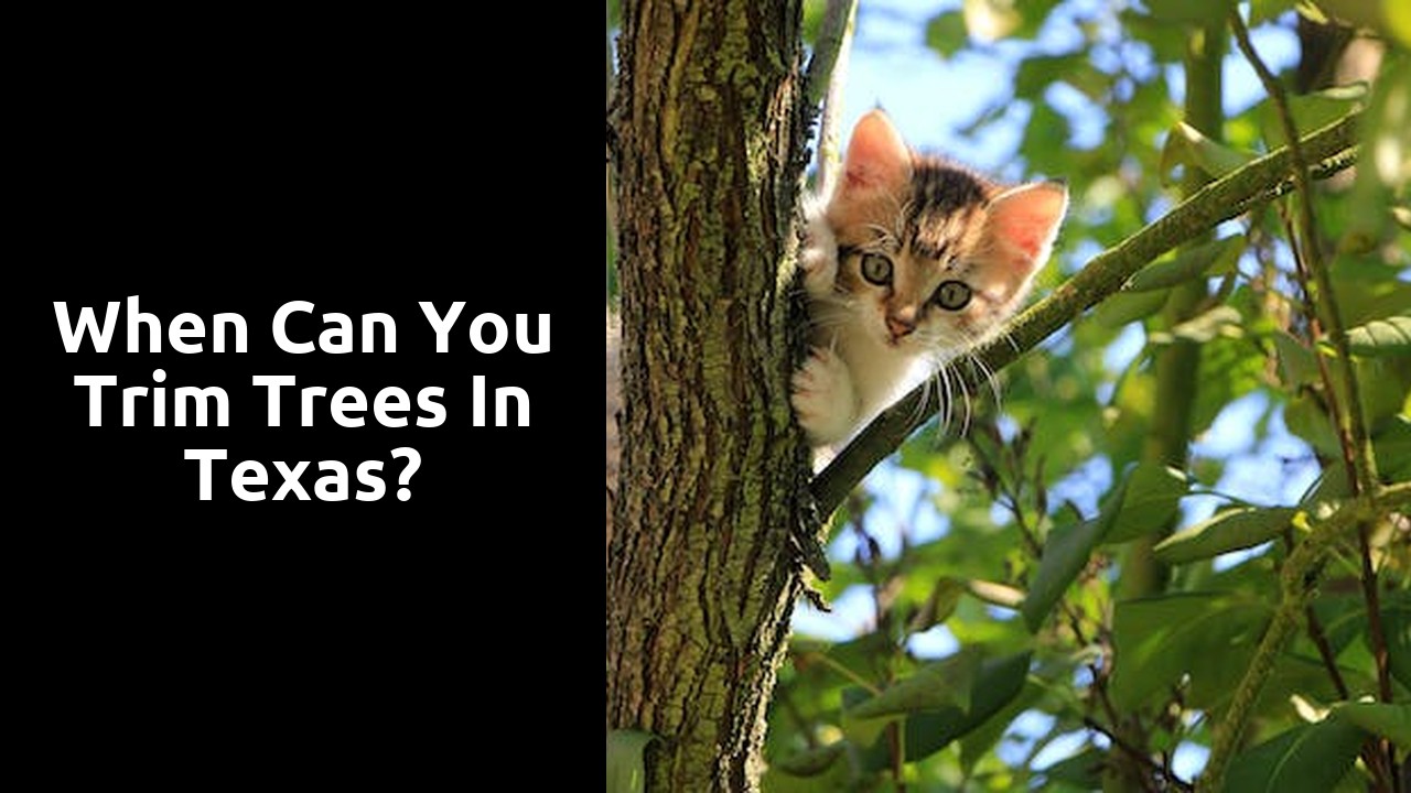 When can you trim trees in Texas?